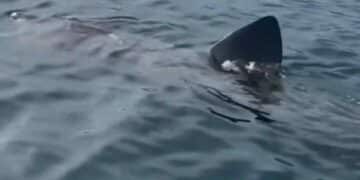 Una empresa ha descubierto a un tiburón peregrino nadando por Marbella.